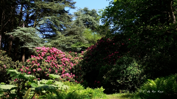 Bois des Moutiers (259) Mai 2012